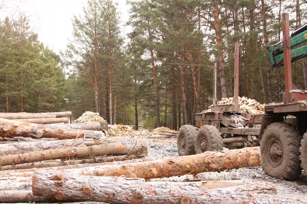 Арендуют лес и разрабатывают схемы ухода от платежей. Брянская полиция борется