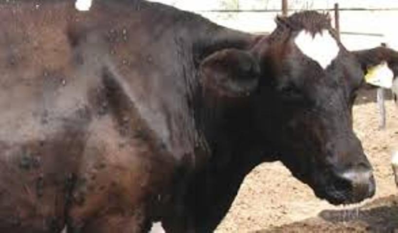 В Брянской области у коров обнаружили микоплазму