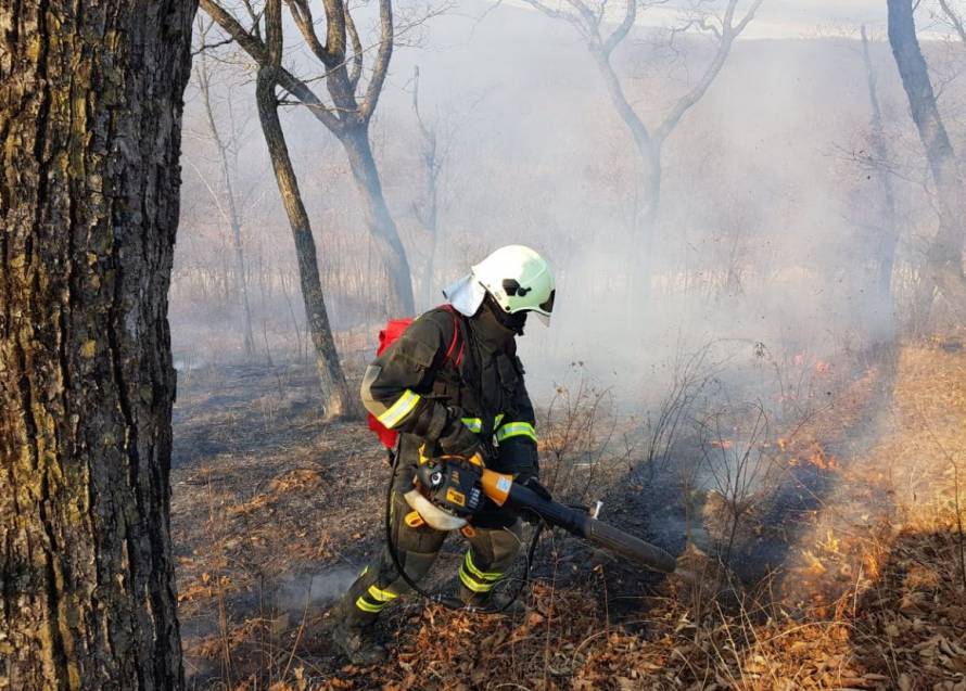В управлении лесами опровергли информацию о лесных пожарах на Брянщине