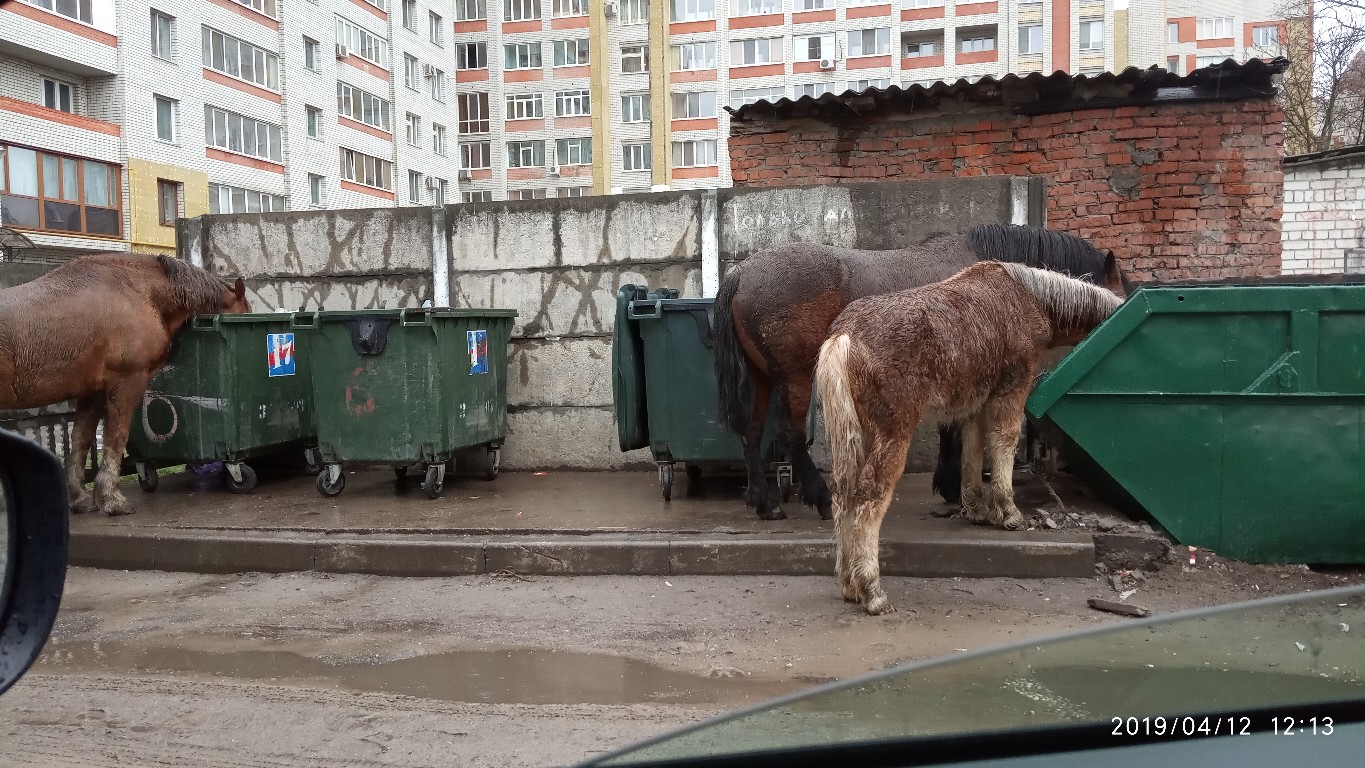 В Брянске возле одной из мусорок можно побывать в “контактном зоопарке”