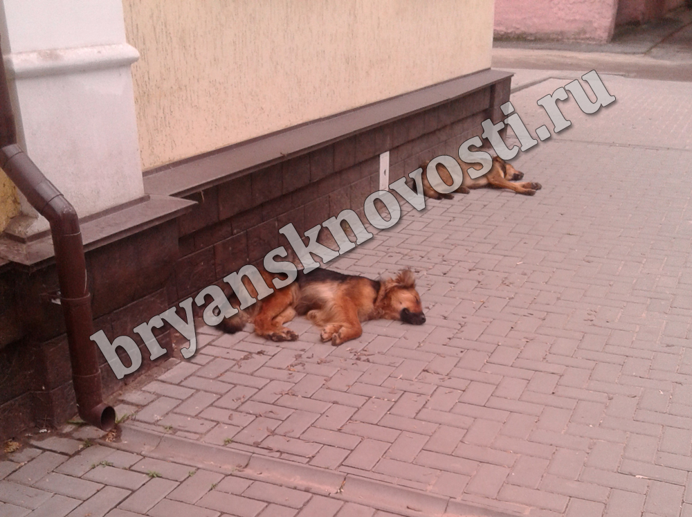На улице Чкалова в Новозыбкове обосновались бездомные псы