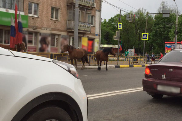 В Брянске лошади перекрыли дорогу