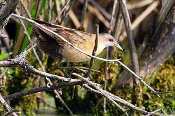 На усадьбе заповедника «Брянский лес» насчитали 120 видов птиц