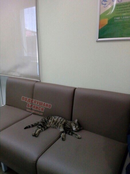 В Брянске кот ждёт своей очереди в банке