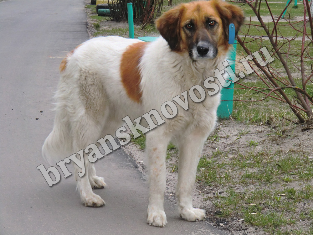 В Новозыбкове с трудом продвигается работа по стерилизации бездомных собак