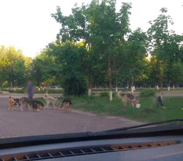 В Брянске собаки захватили бульвар