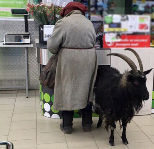 В один из брянских супермаркетов пожаловал козёл