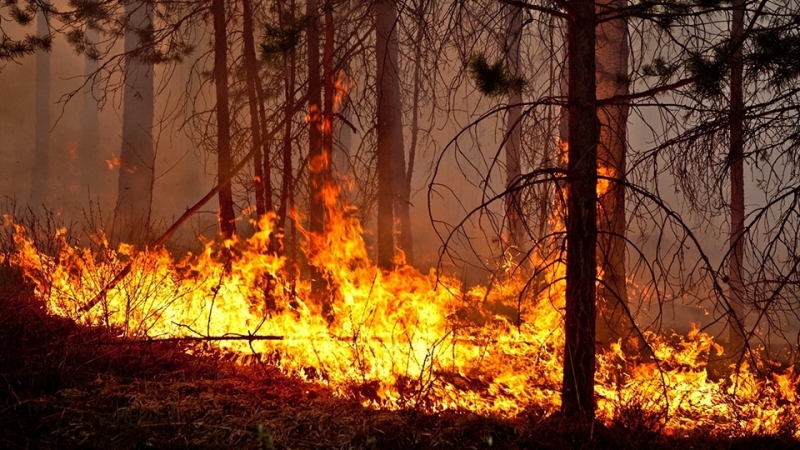 Брянский регион окутали лесные пожары