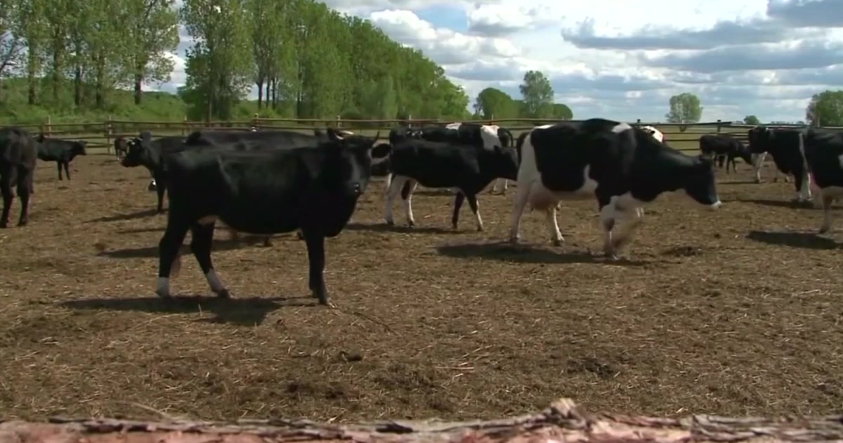 В хозяйствах Новозыбковского района насчитывается 2025 коров