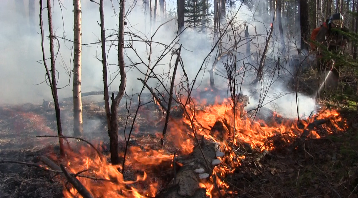 Число лесных пожаров на Брянщине возрастает
