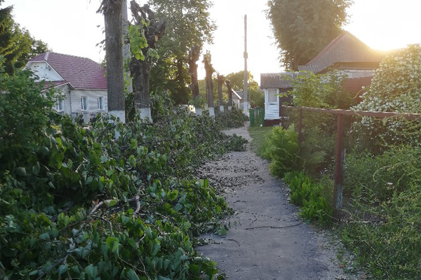 В Дятьково деревья мешают пешеходам