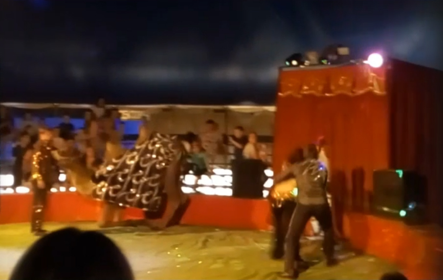В Климово взбесившийся цирковой верблюд напугал зрителей