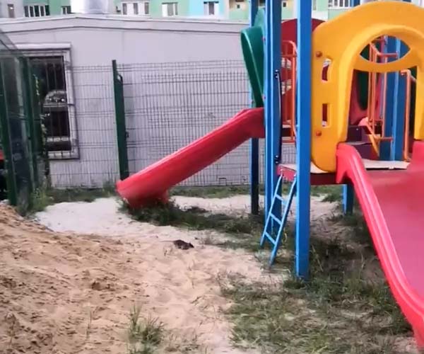 В Брянске на детской площадке разгуливают крысы