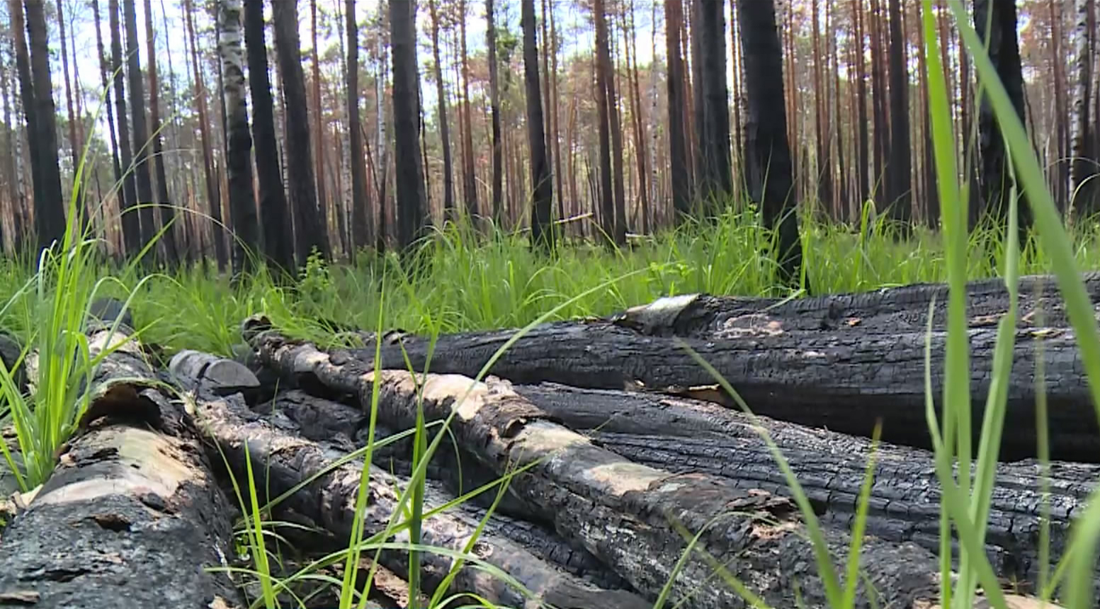 В Трубчевском районе пожар уничтожил около тысячи гектаров леса