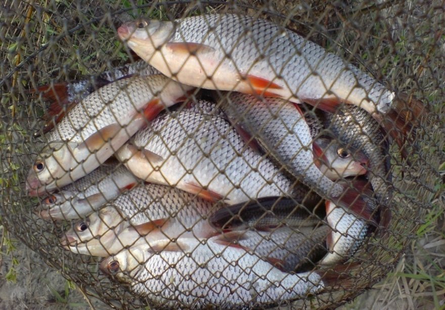 За незаконную рыбалку на Брянщине привлекают к уголовной ответственности десятки человек