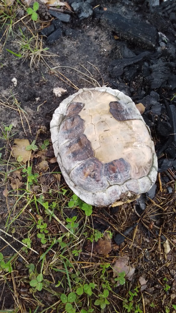 Жители Дятьково нашли сожженную черепаху