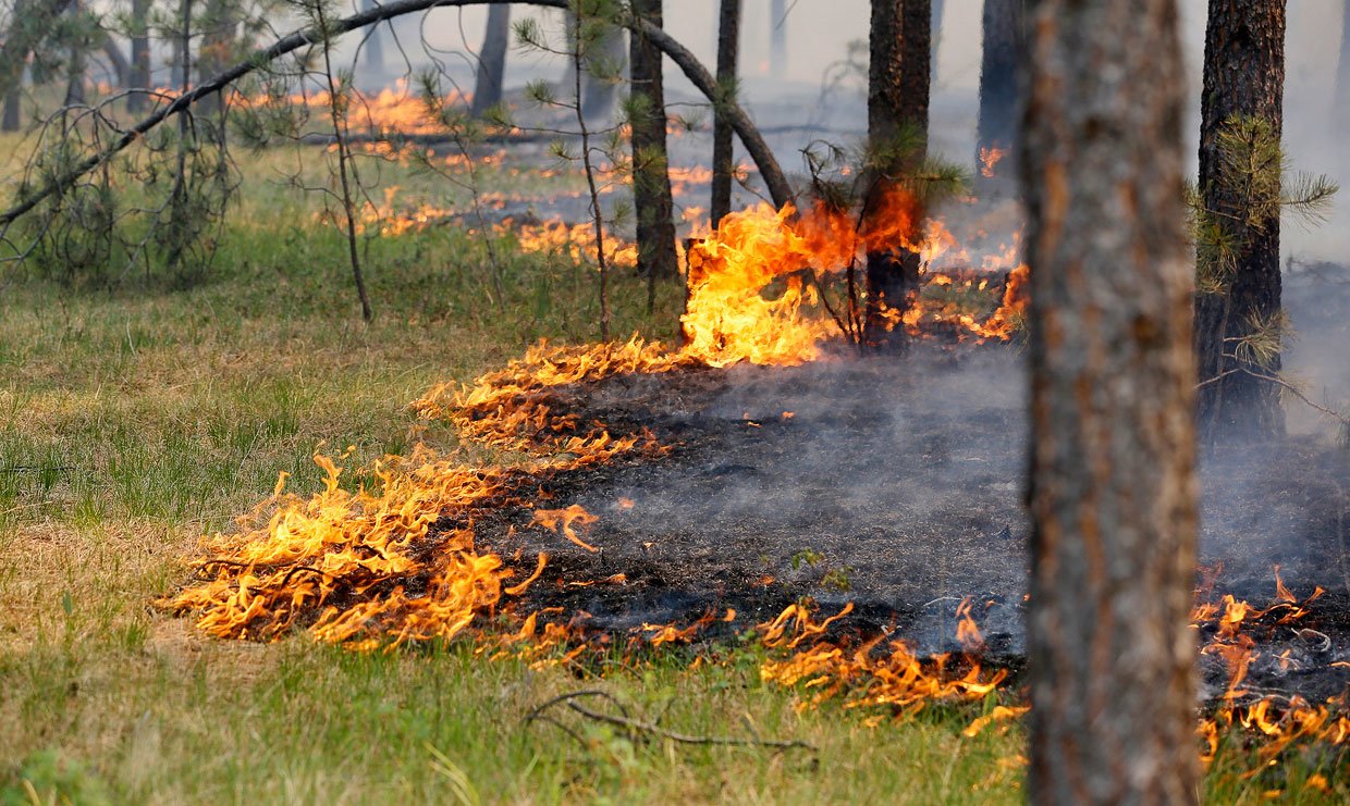 В Выгоничском лесу выгорело 1,5 гектара травы