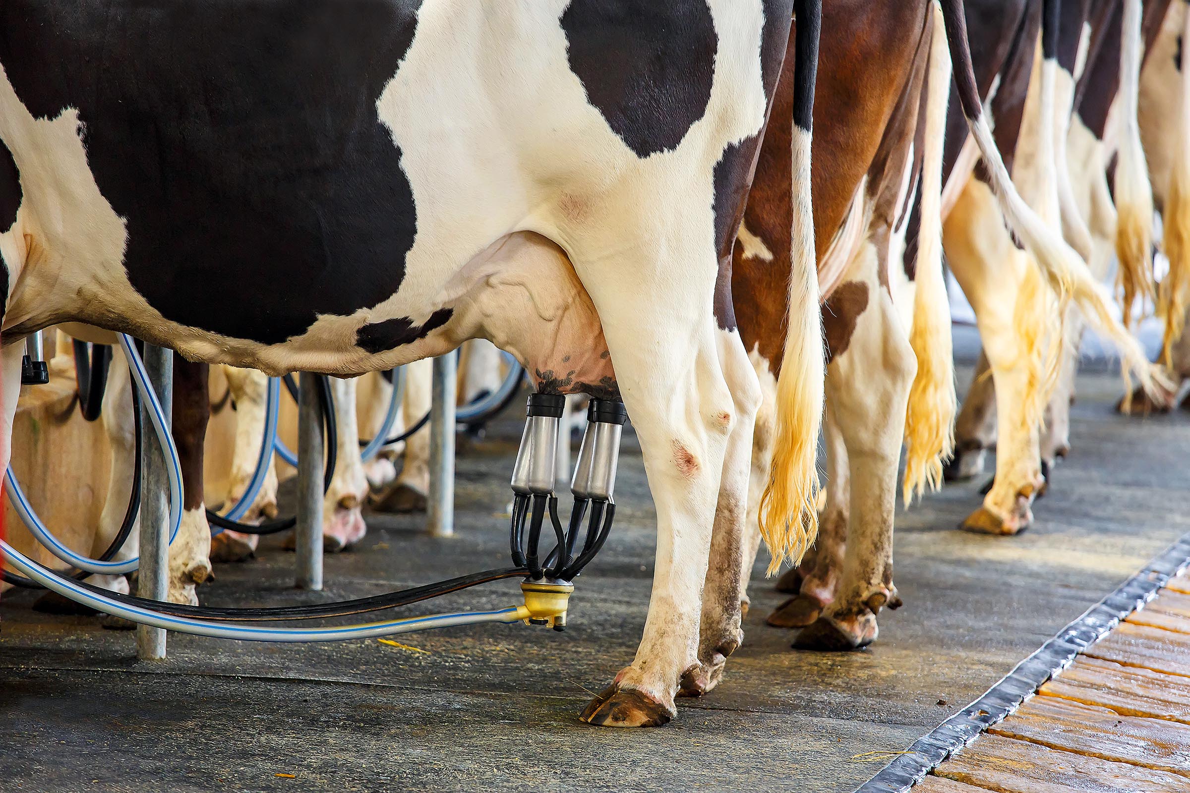 Афера года: в Брянской области корова давала до тонны молока в день