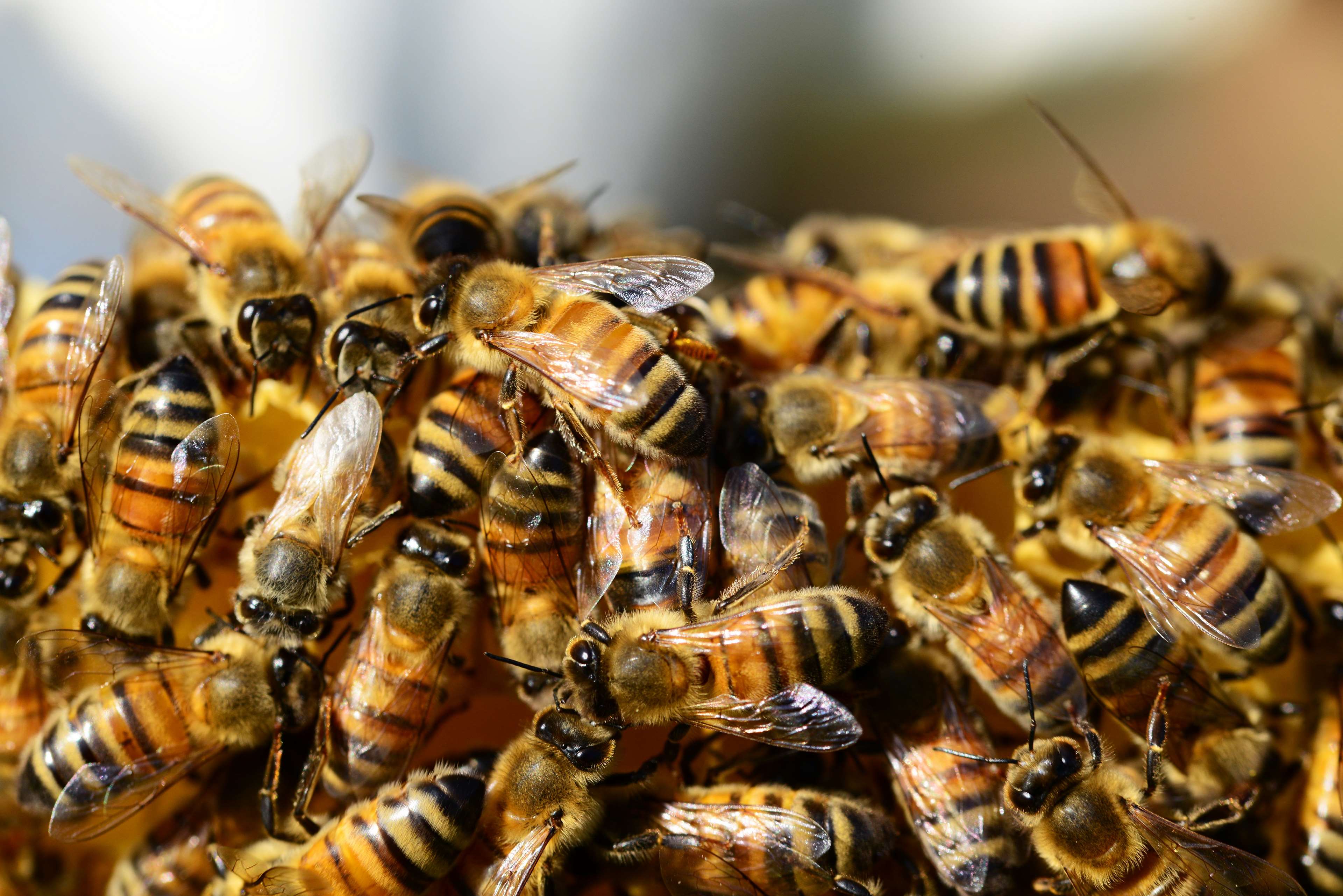 В гибели пчел в Брянской области обвинили дженерики
