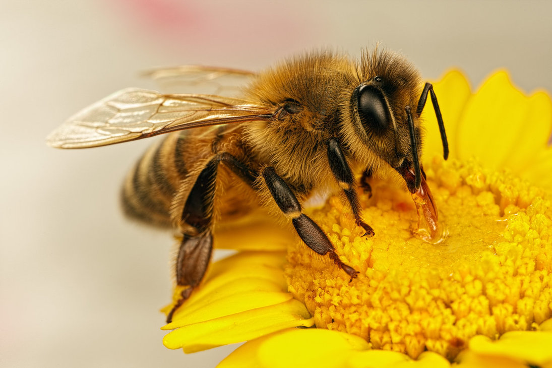 Пчеловодам Брянской области обещают выплатить компенсации