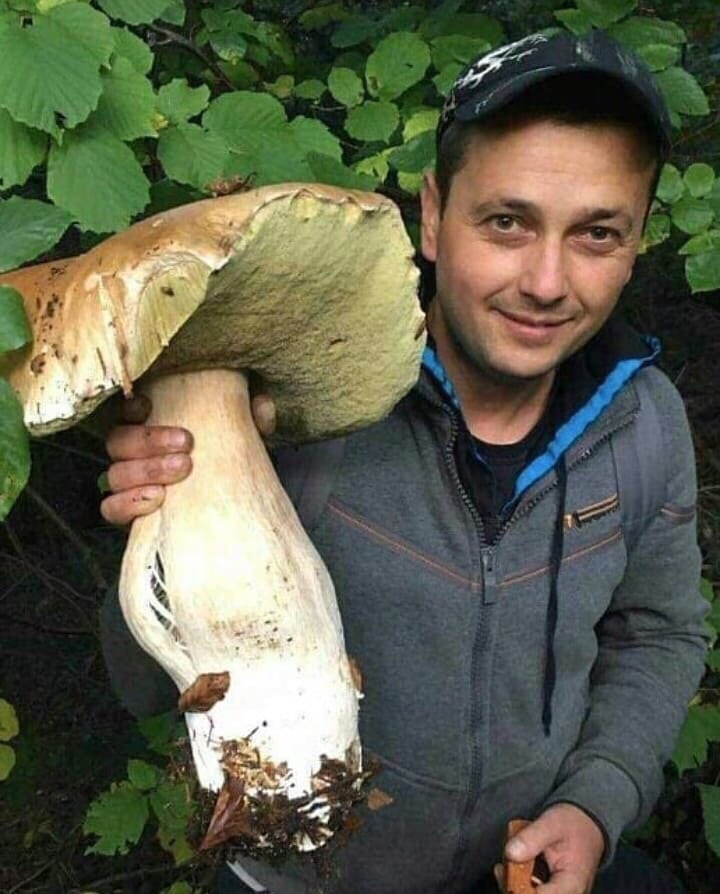Житель Брянска нашел гигантский гриб-боровик