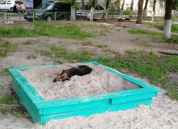 В Брянске построят приют для бездомных животных