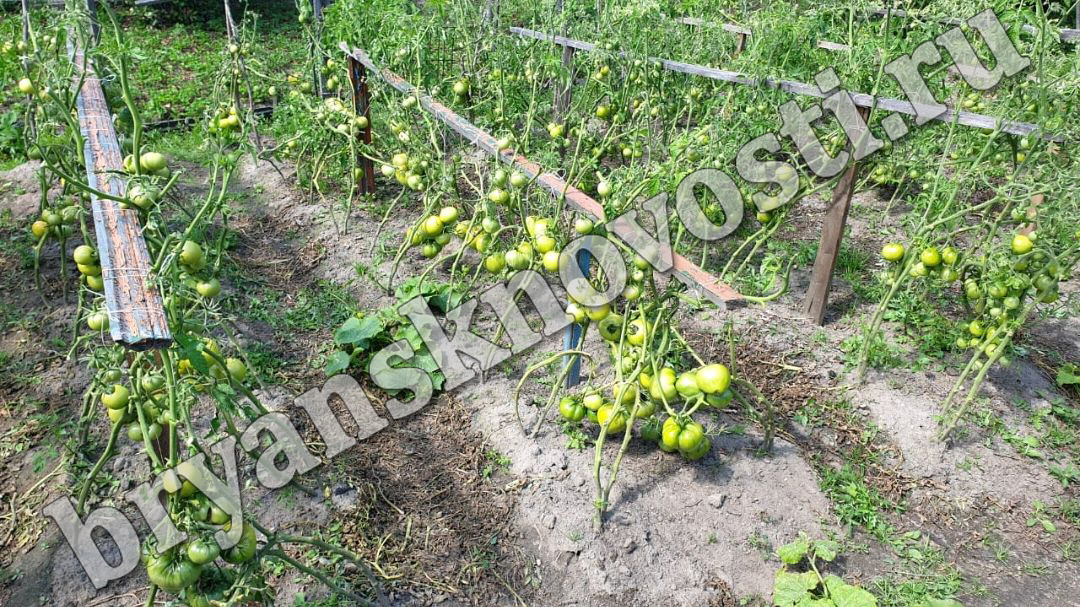 Килограммовые помидоры и ведра абрикосов — брянцы хвастаются урожаем