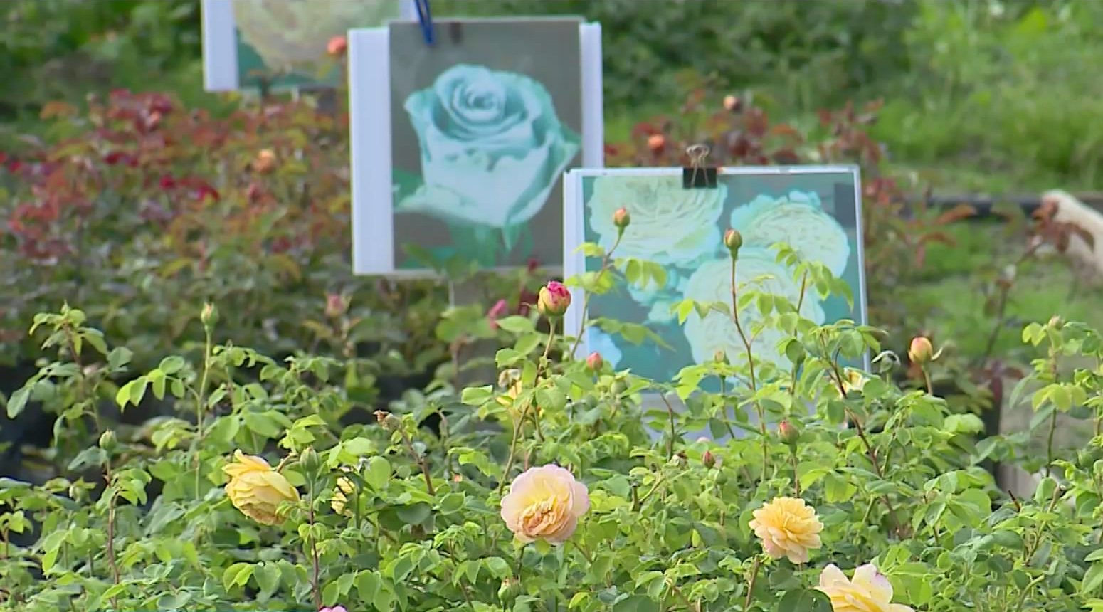 Ферма-розарий в Брянской области посоперничает с голландскими цветоводами