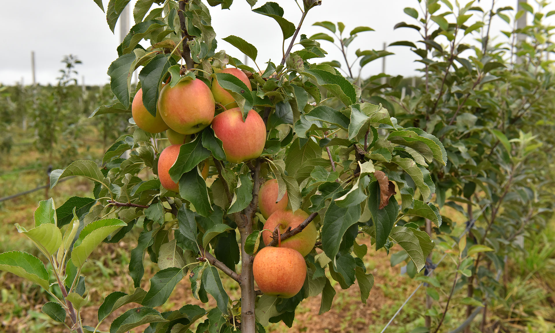 В Брянской области собрали первый урожай российско-сербских яблок