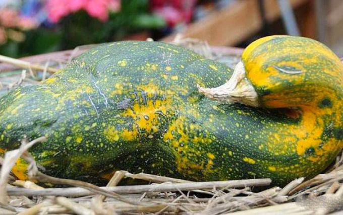 Клинцовские дачники похвалятся овощами-гигантами и необычными консервациями