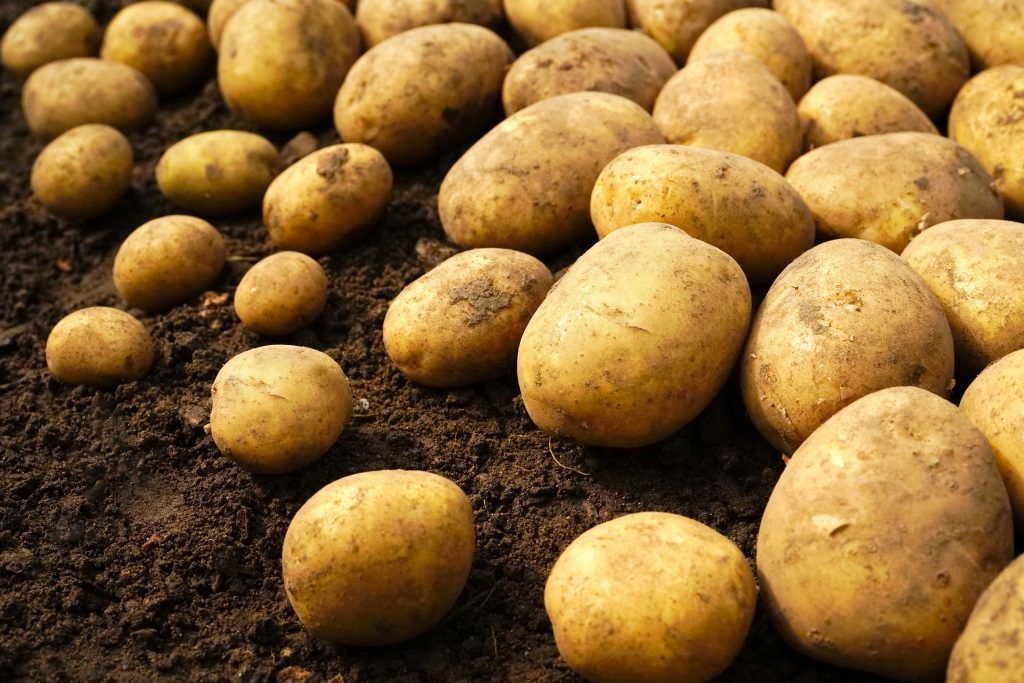 В Новозыбковском районе спешат с уборкой картофеля