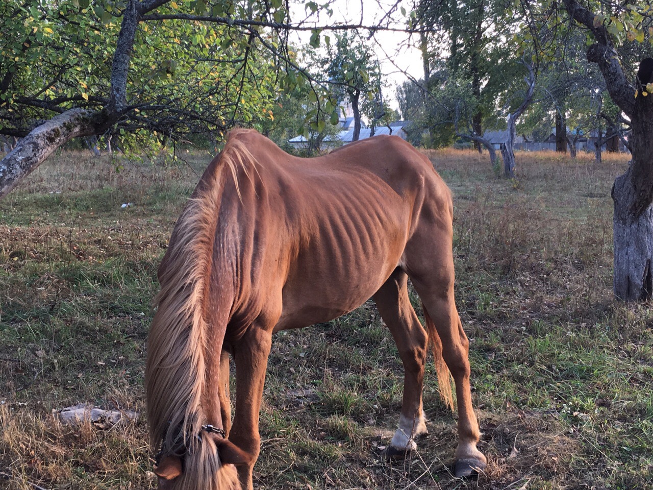 Брянцев шокировала лошадь «из Бухенвальда» в саду школы-интерната