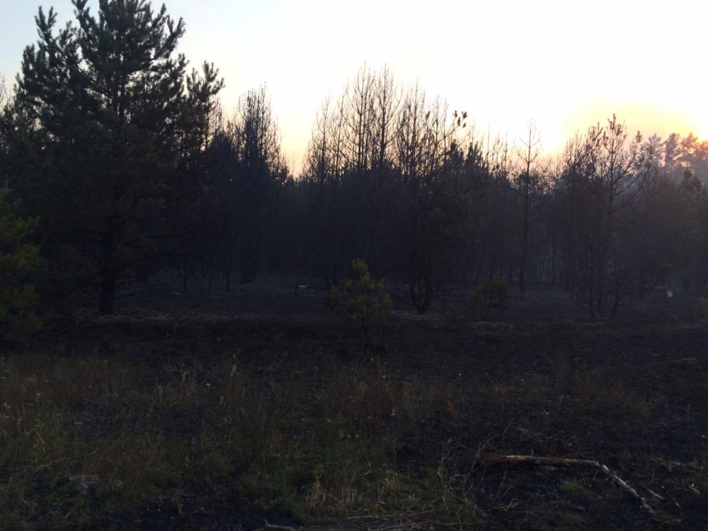 В Клинцовском районе сгорело 4,5 гектара леса