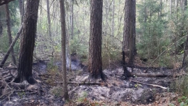 Под Брянском вчера тушили лесной пожар