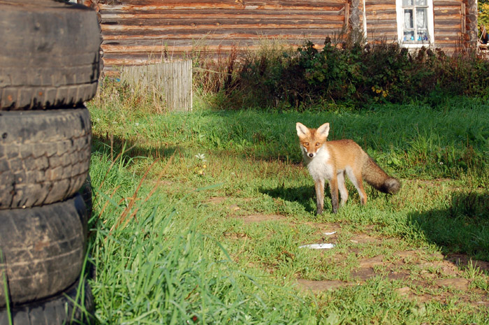 В Брянской области лисы устроили охоту на подворьях селян