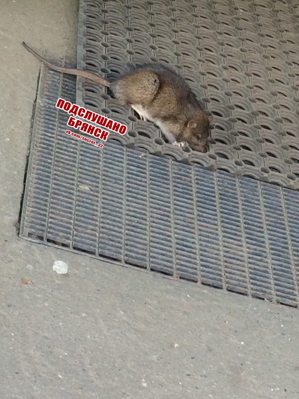 У входа в брянский магазин замечена крыса