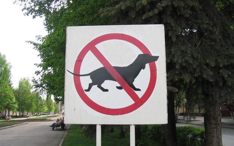 Жителям Брянской области негде выгуливать собак