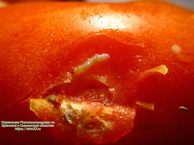 Партию турецких томатов с личинками моли забраковали на Брянщине