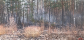 В Навлинском районе целый день тушили лесной пожар