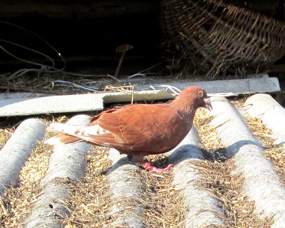 В Брянской области обнаружили очень редкого рыжего голубя