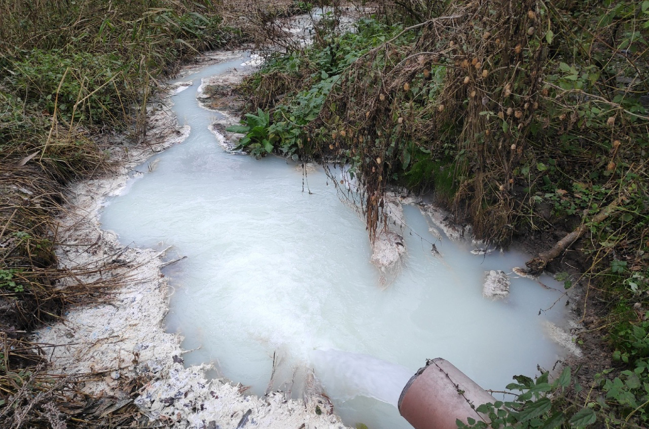 Сыроделы превратили ручей под Брасово в молочную реку