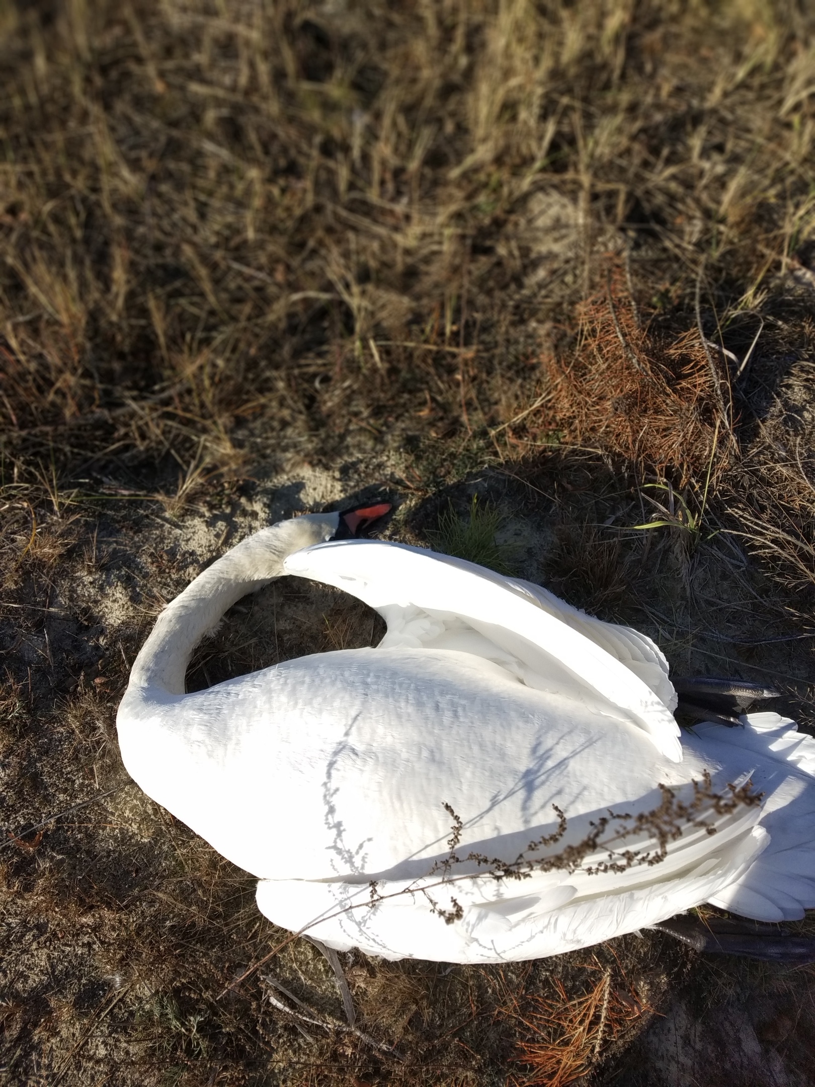 В Суземском районе нашли погибшего лебедя