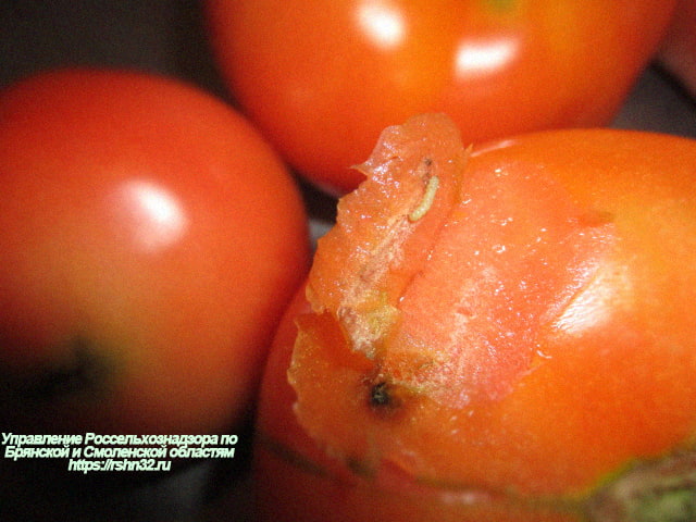 Около 20 тонн заражённых томатов задержали в Новозыбкове
