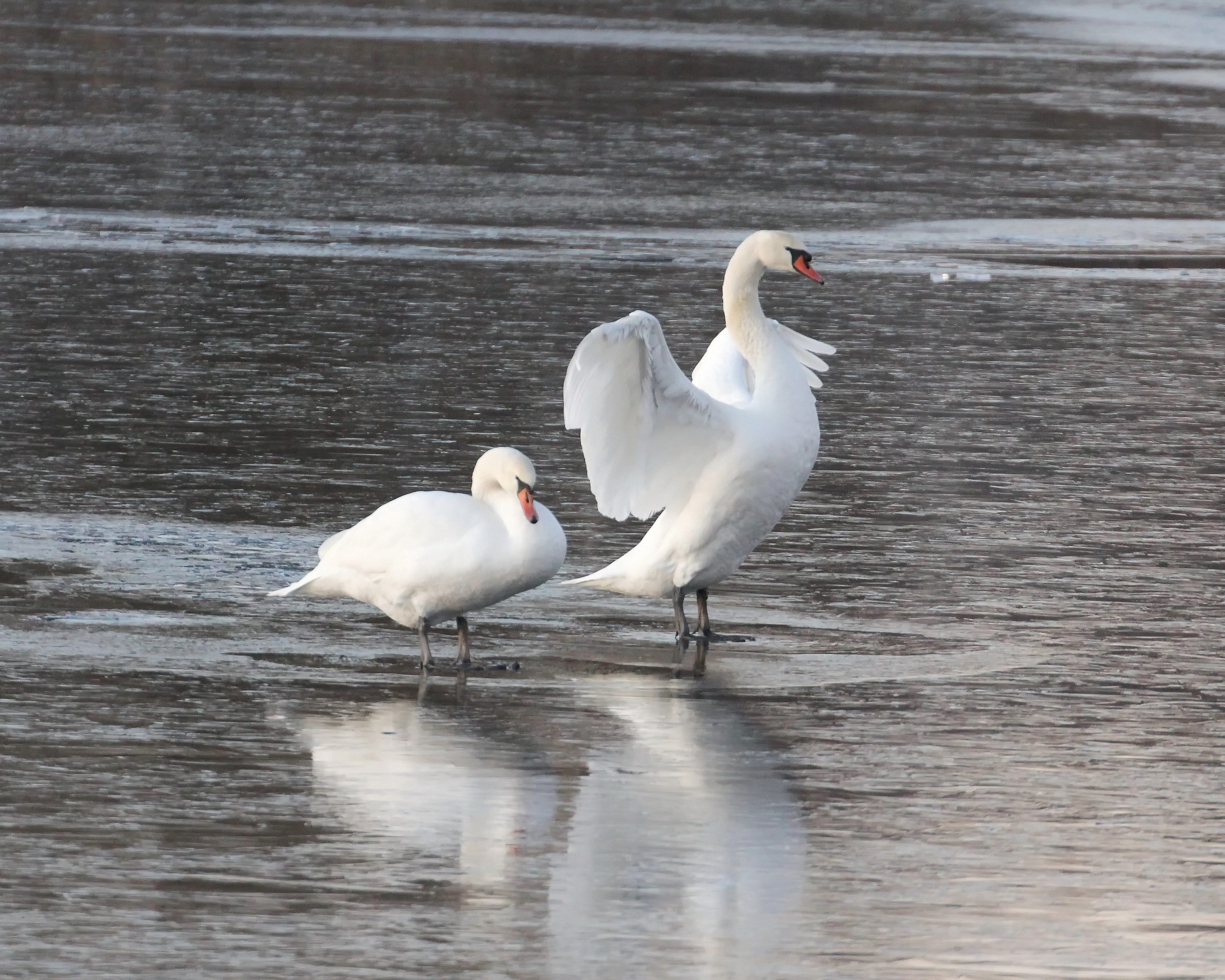 Брянские орнитологи не советуют «спасать» лебедей на водоемах