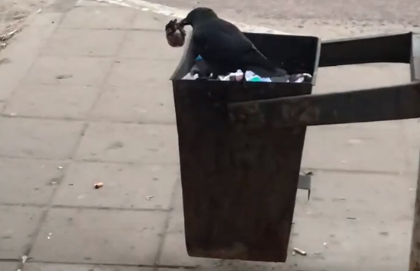 В Брянске даже птица занялась сортировкой отходов