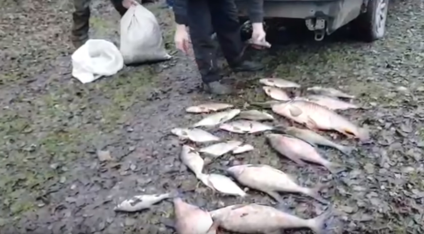 Брянские активисты сняли на видео задержание белоребежских браконьеров