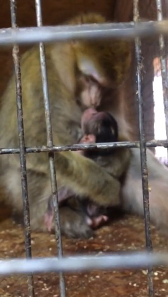 Брянский зоопарк рассказал о счастье обезьяньей семьи Магот