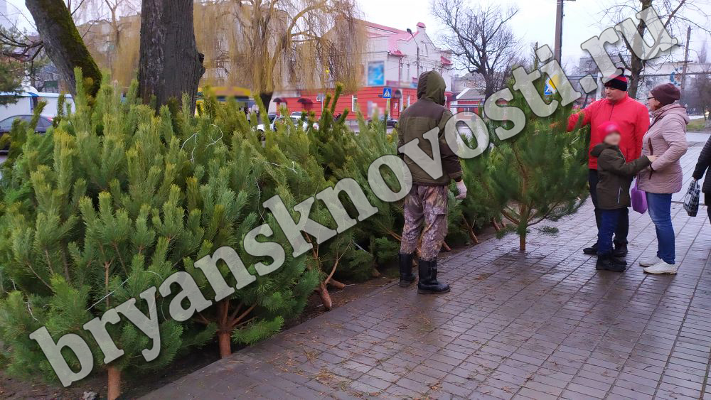 Когда пришел репортер, продавец скрылся с ёлочного базара в Новозыбкове
