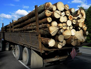 На экспорт пошло более 160 тысяч кубометров брянского и смоленского леса