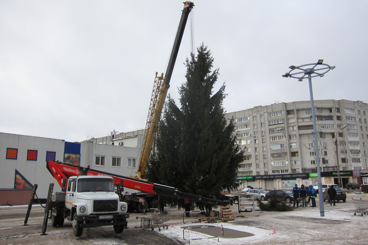 Установка брянск. Брянск Советский район. Советском районе Брянска установили первую живую новогоднюю ёлку. В Брянске установили елку. Живые ели Брянск.